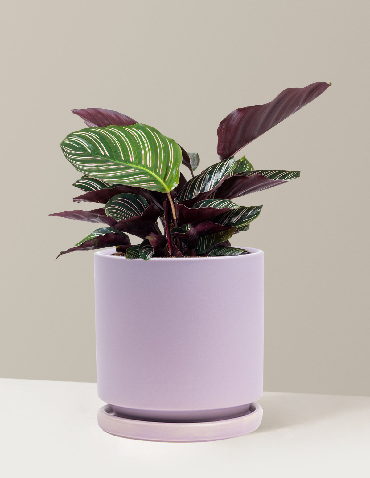 Calathea Pinstripe (Papatya Calathea)