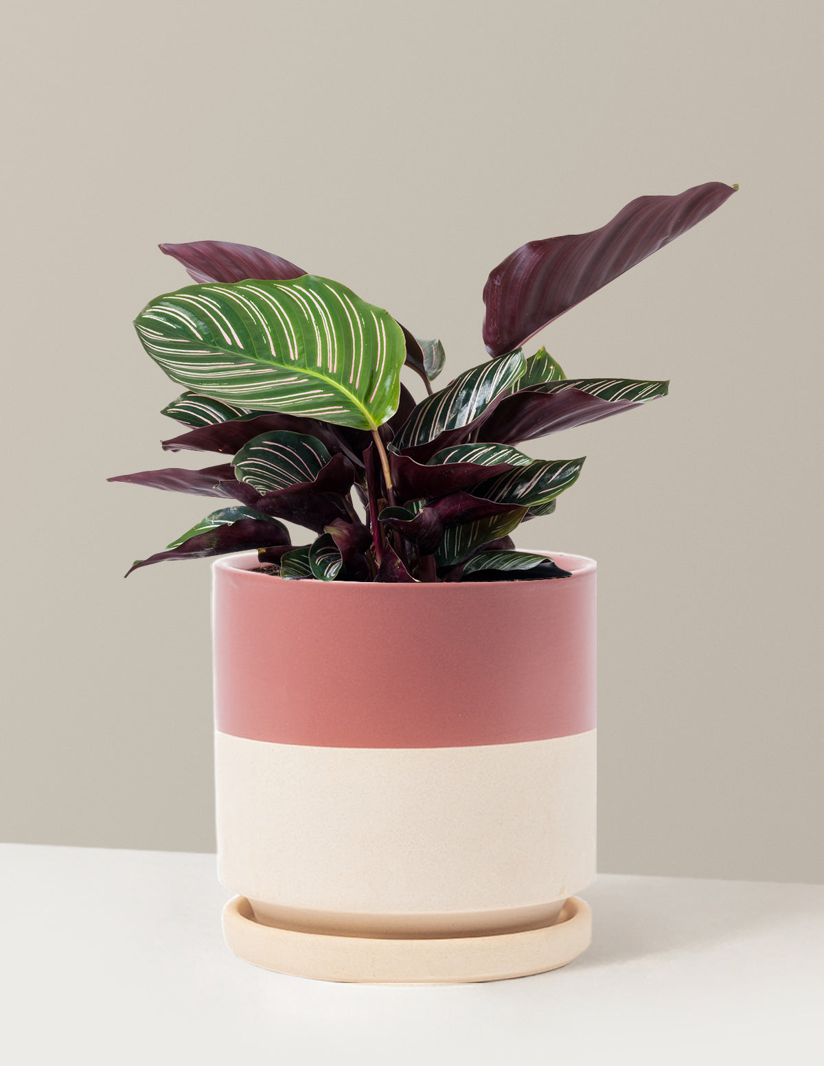 Calathea Pinstripe (Papatya Calathea)