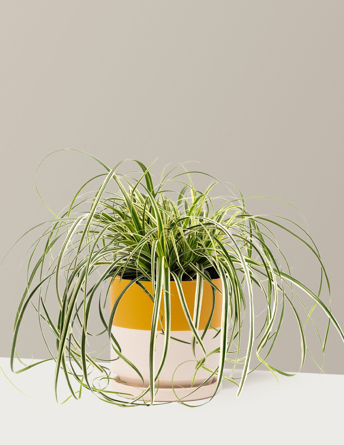 Carex Feather Falls™
