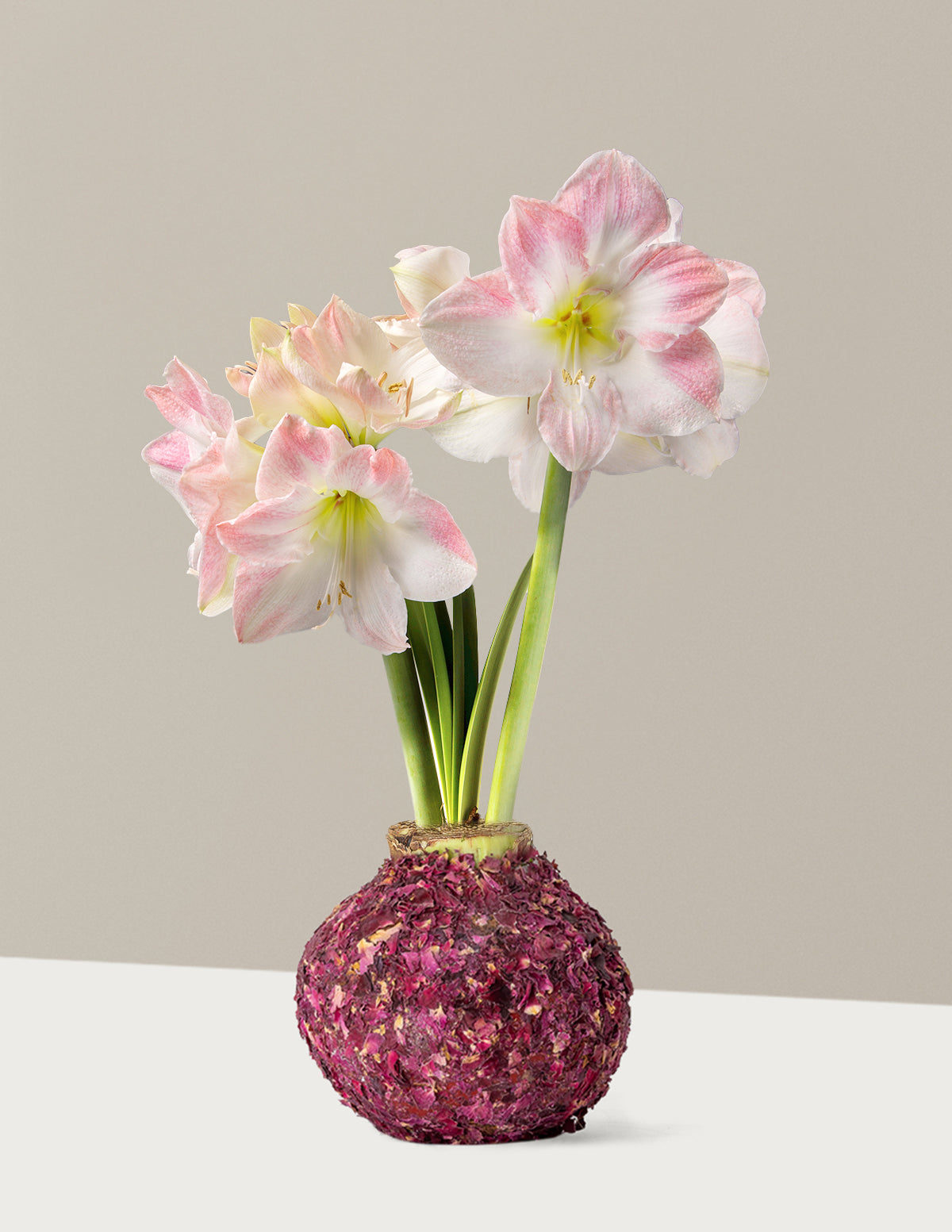 Mum Kaplı Amaryllis Soğanı