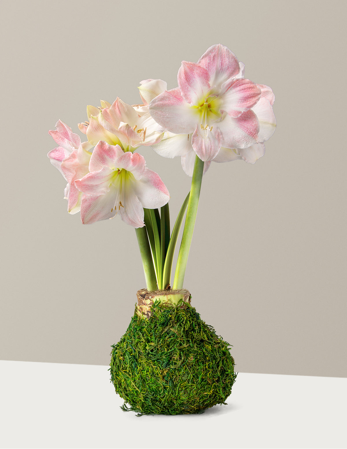 Mum Kaplı Amaryllis Soğanı