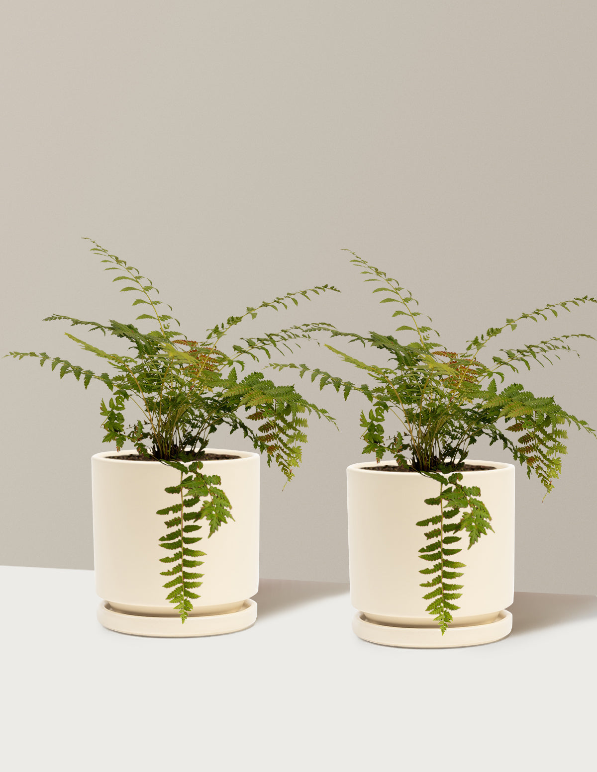 Tarçın Eğreltisi (Cinnamon Fern)
