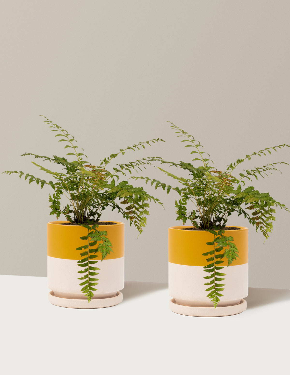 Tarçın Eğreltisi (Cinnamon Fern)