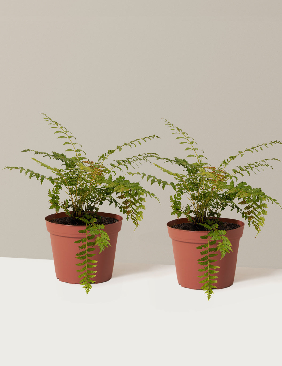 Tarçın Eğreltisi (Cinnamon Fern)