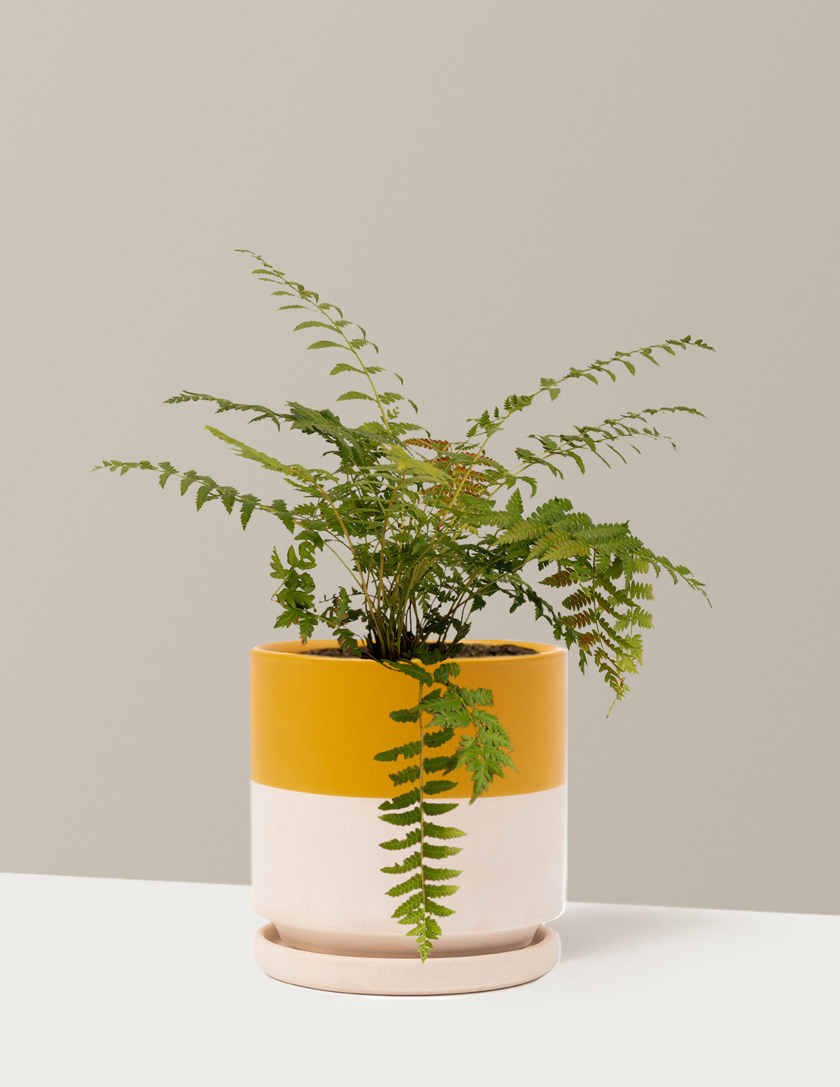 Tarçın Eğreltisi (Cinnamon Fern)