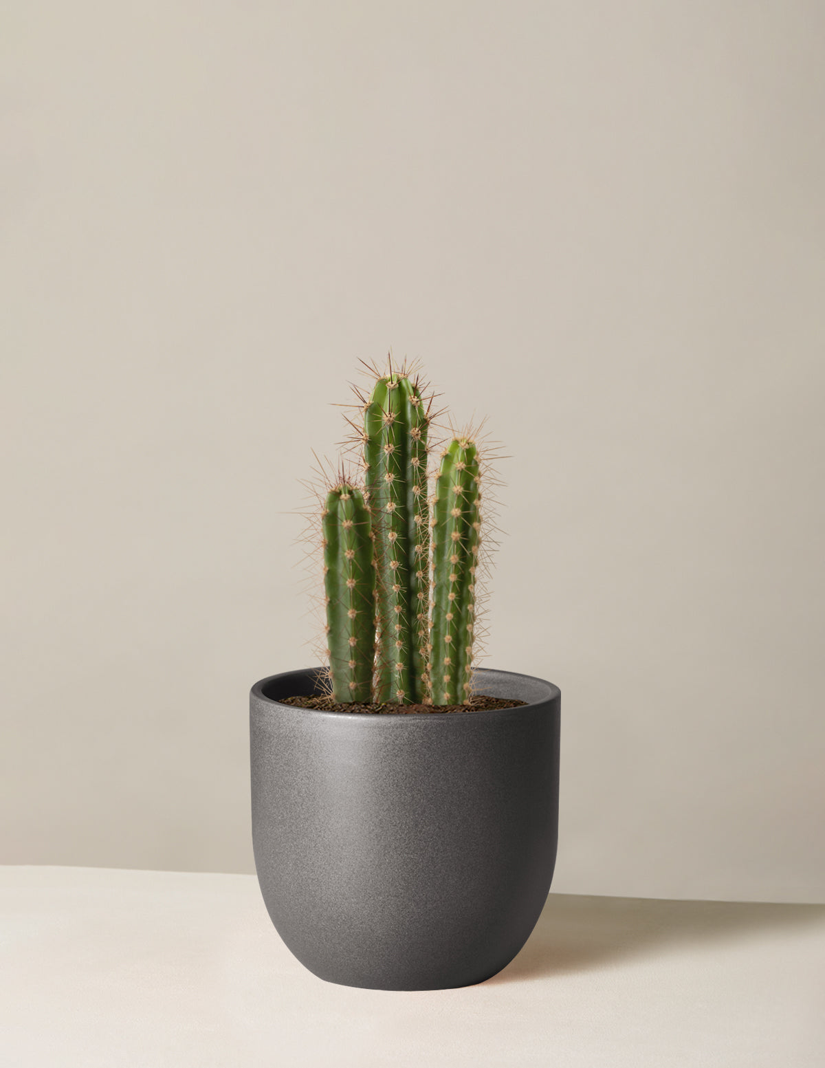 Sütun Kaktüs (Column Cactus)