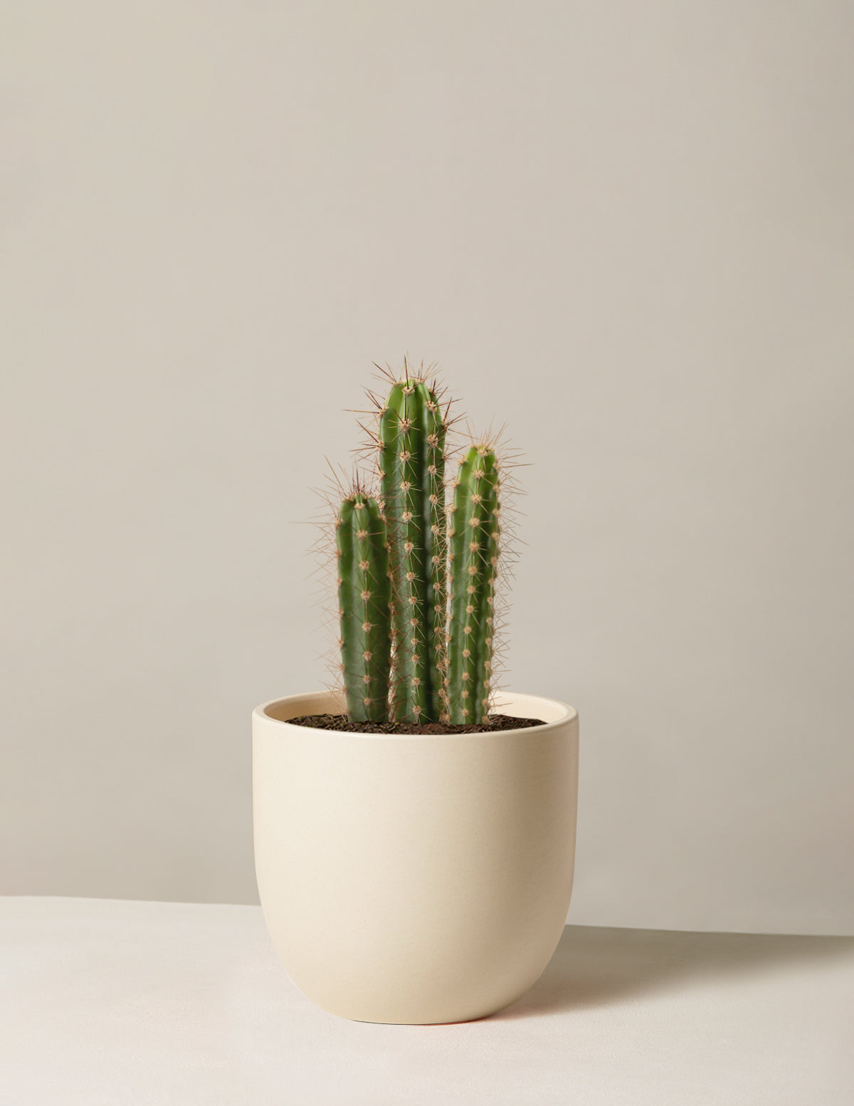 Sütun Kaktüs (Column Cactus)