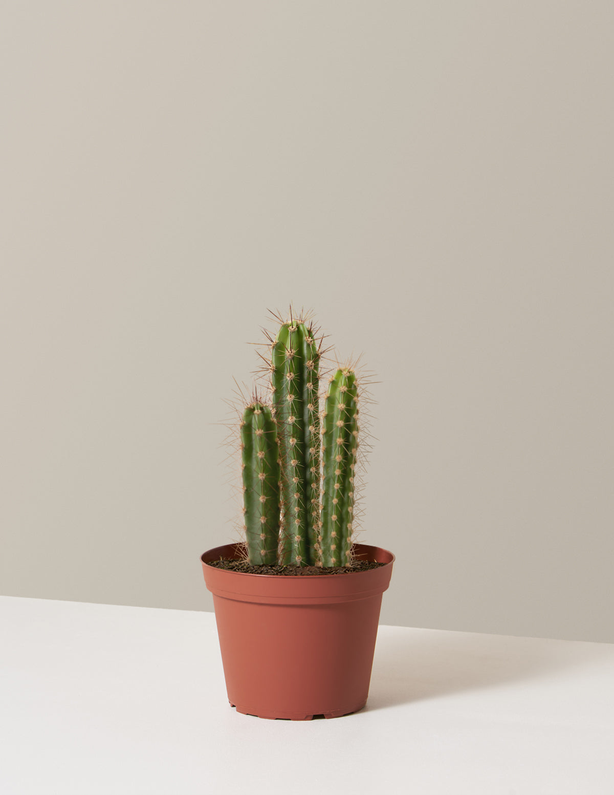 Sütun Kaktüs (Column Cactus)