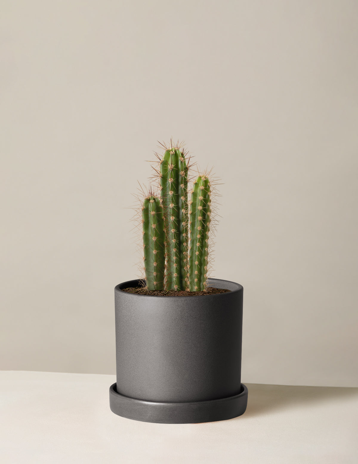 Sütun Kaktüs (Column Cactus)