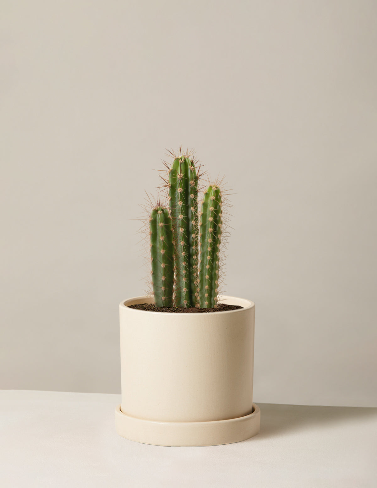Sütun Kaktüs (Column Cactus)