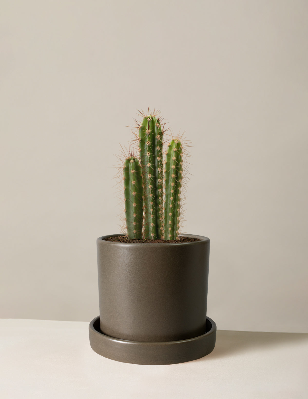 Sütun Kaktüs (Column Cactus)