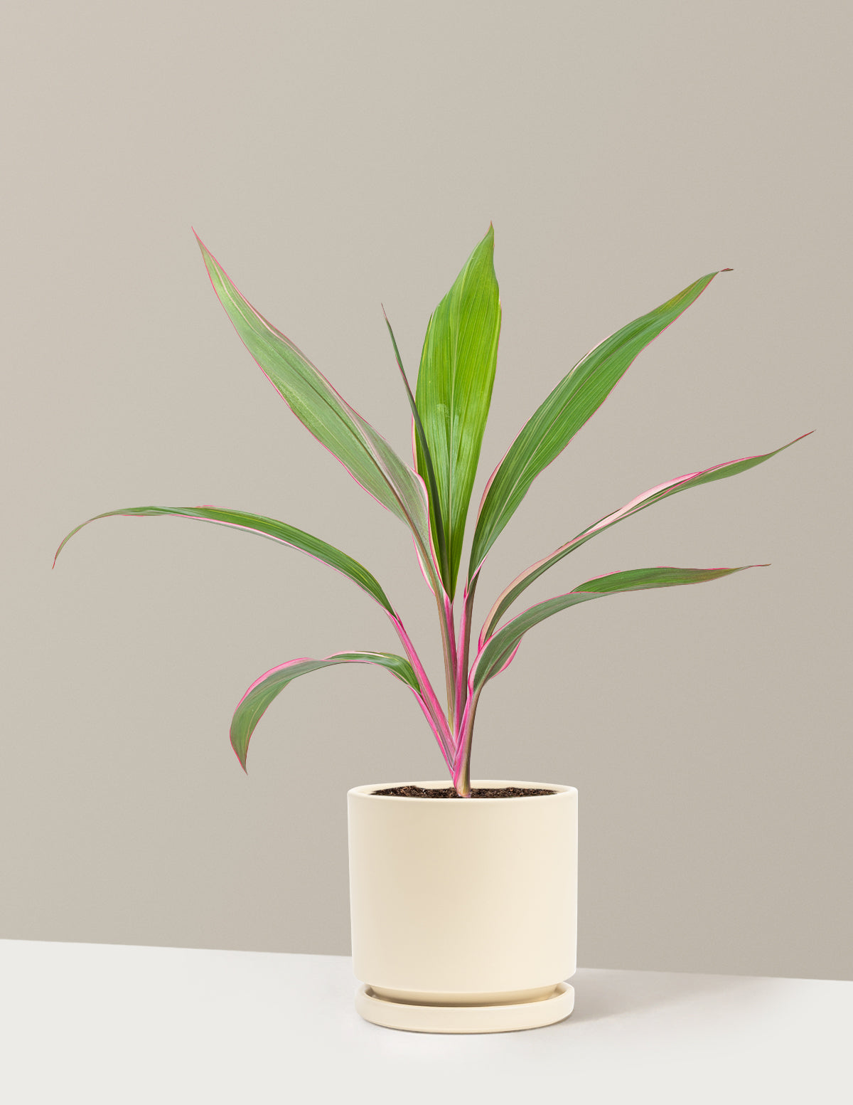 Cordyline 'Pink Diamond'