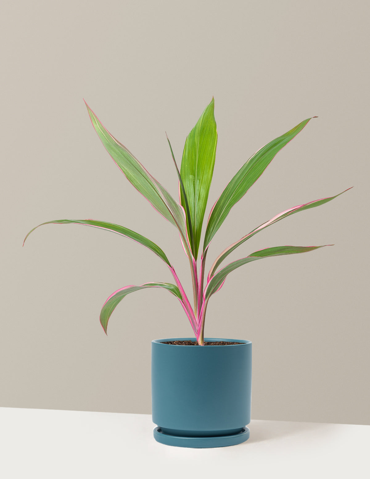 Cordyline 'Pink Diamond'