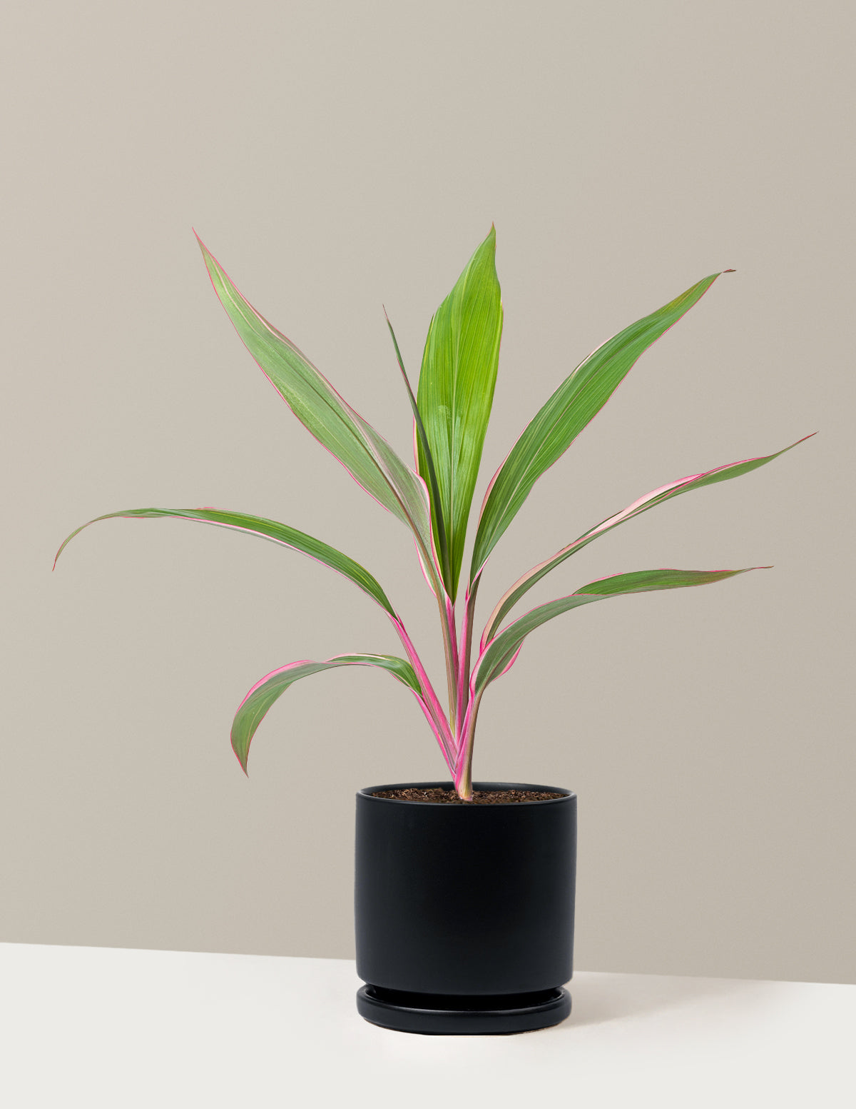 Cordyline 'Pink Diamond'