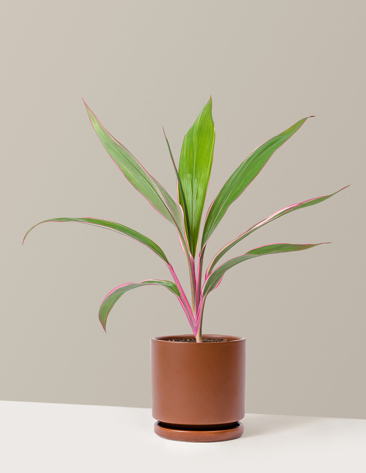 Cordyline 'Pink Diamond'