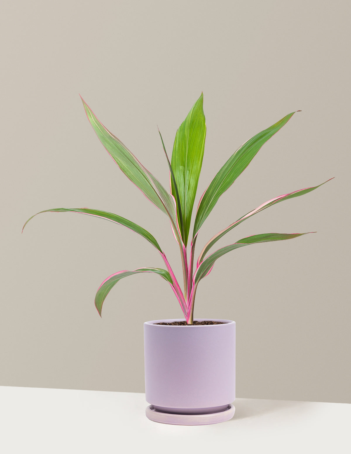 Cordyline 'Pink Diamond'