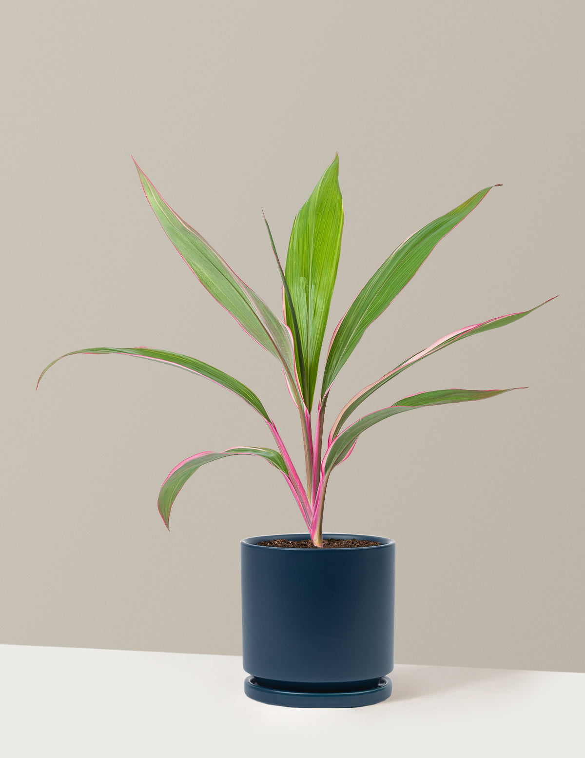 Cordyline 'Pink Diamond'