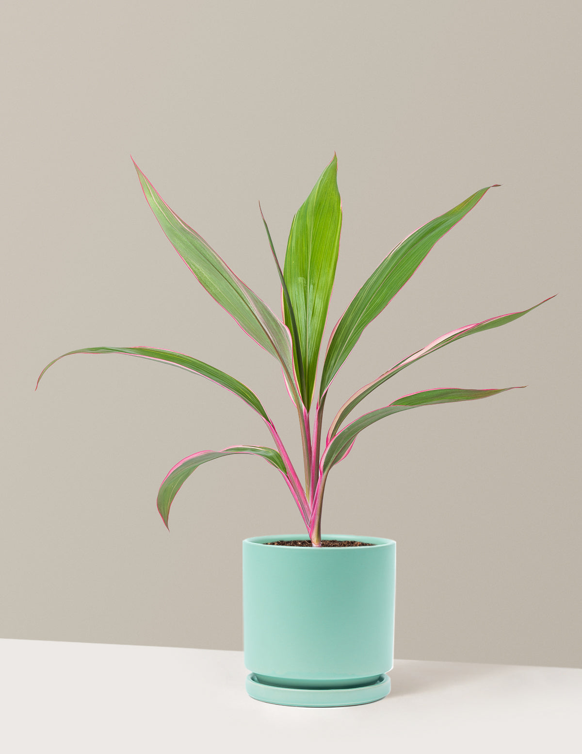 Cordyline 'Pink Diamond'