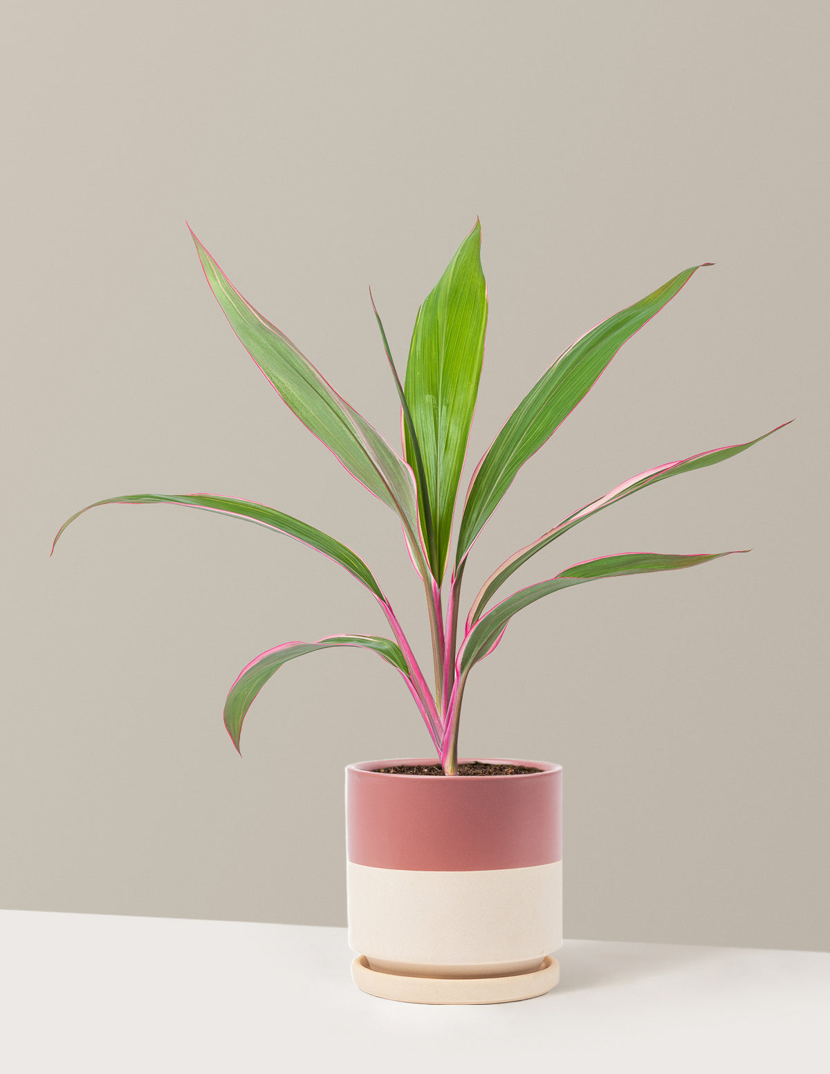 Cordyline 'Pink Diamond'