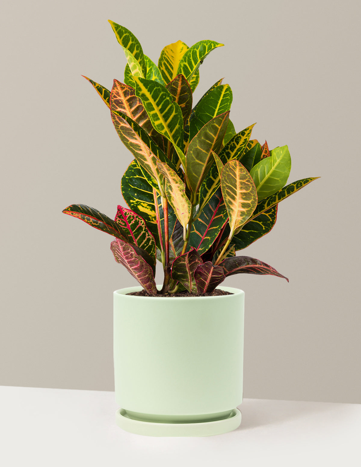 Croton Petra