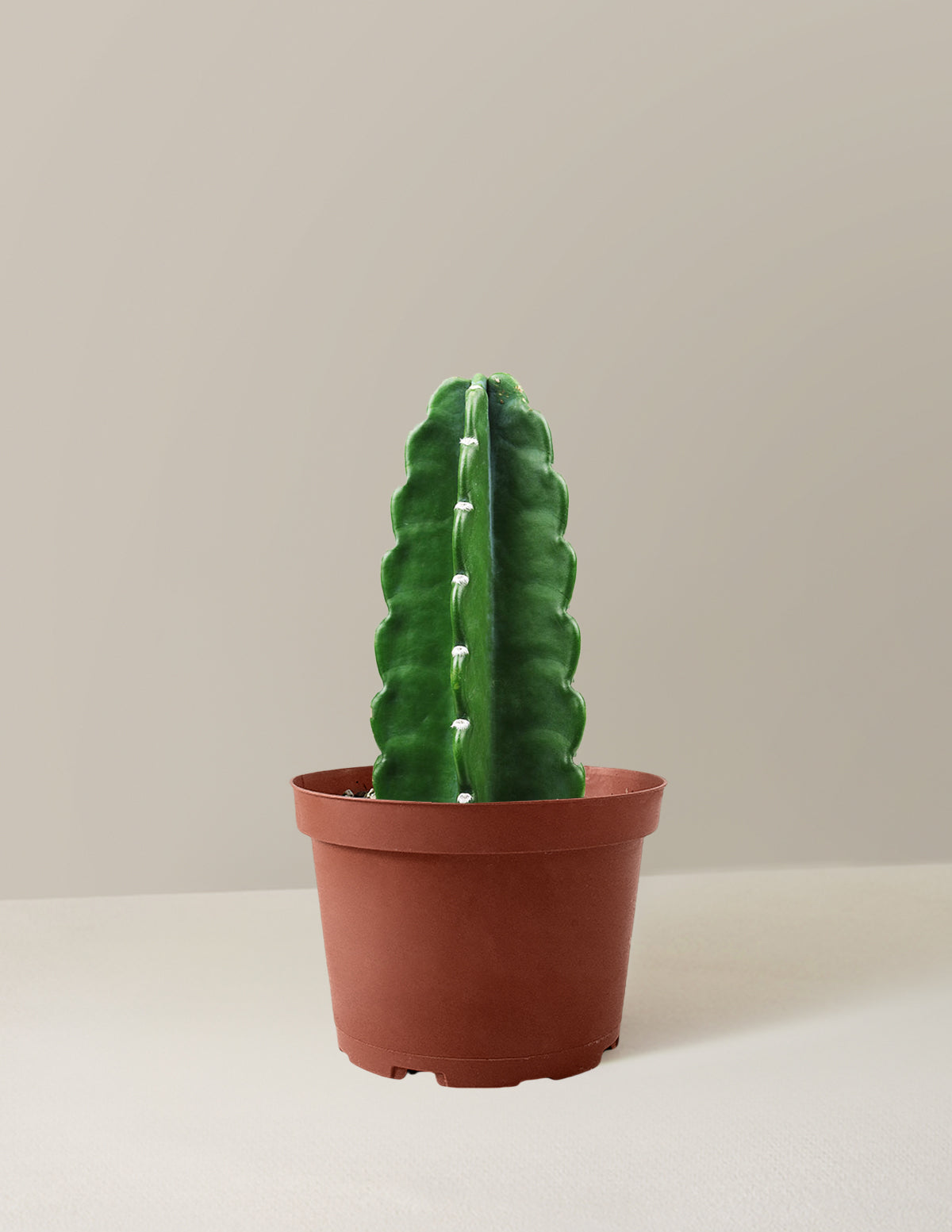Cuddly Cactus (Dikenli Olmayan Kaktüs)