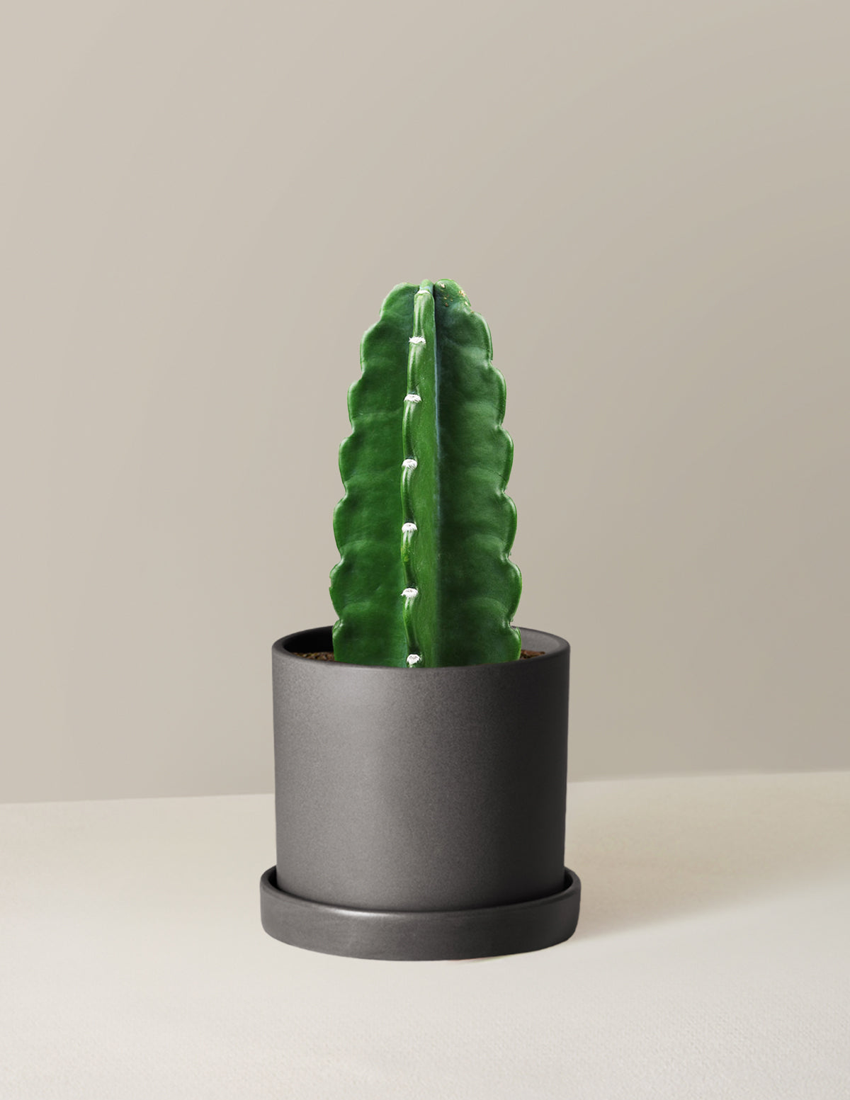 Cuddly Cactus (Dikenli Olmayan Kaktüs)