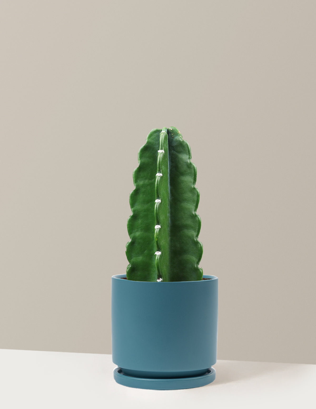 Cuddly Cactus (Dikenli Olmayan Kaktüs)