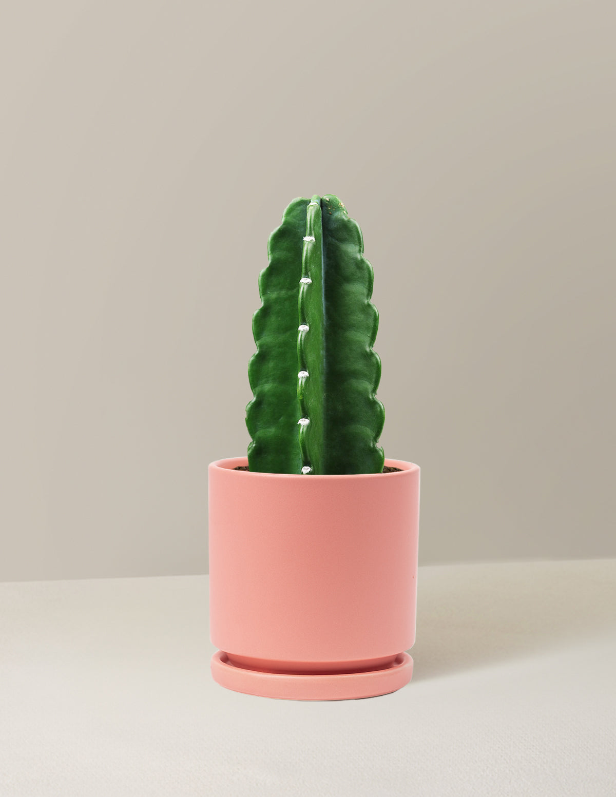 Cuddly Cactus (Dikenli Olmayan Kaktüs)