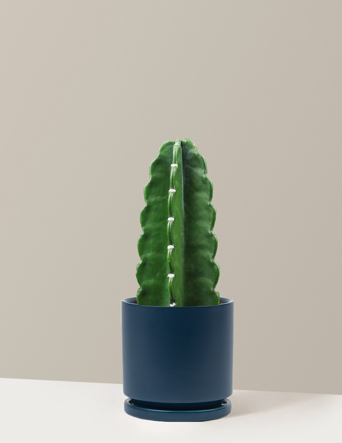 Cuddly Cactus (Dikenli Olmayan Kaktüs)
