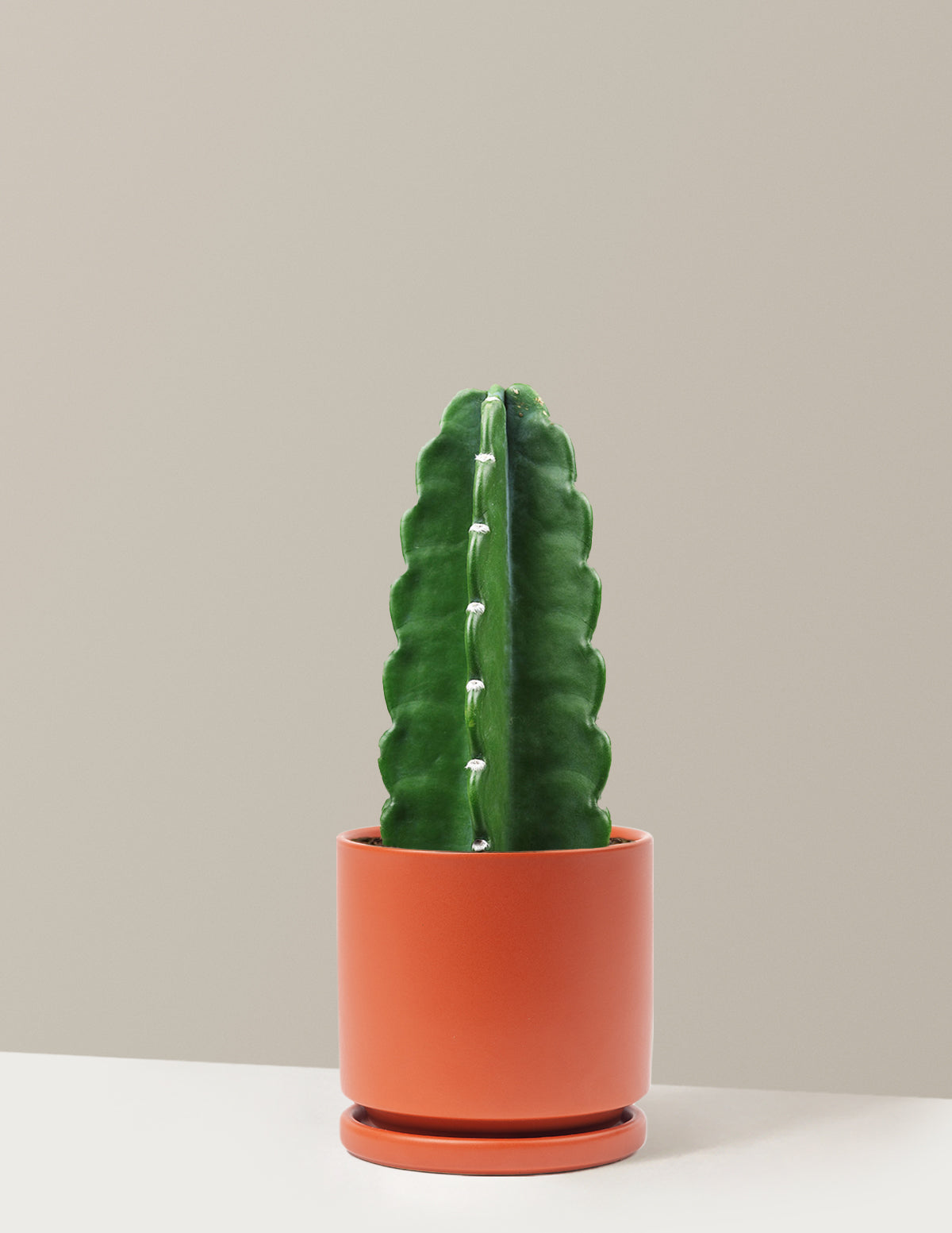 Cuddly Cactus (Dikenli Olmayan Kaktüs)