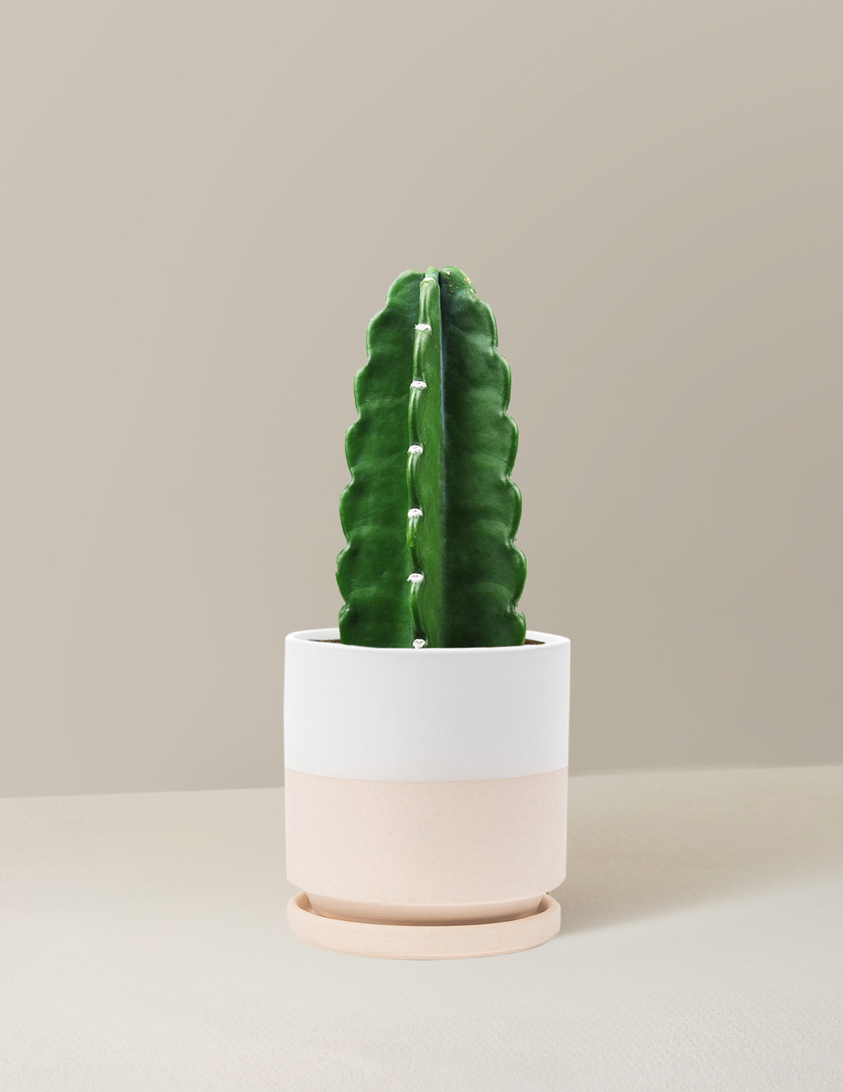 Cuddly Cactus (Dikenli Olmayan Kaktüs)