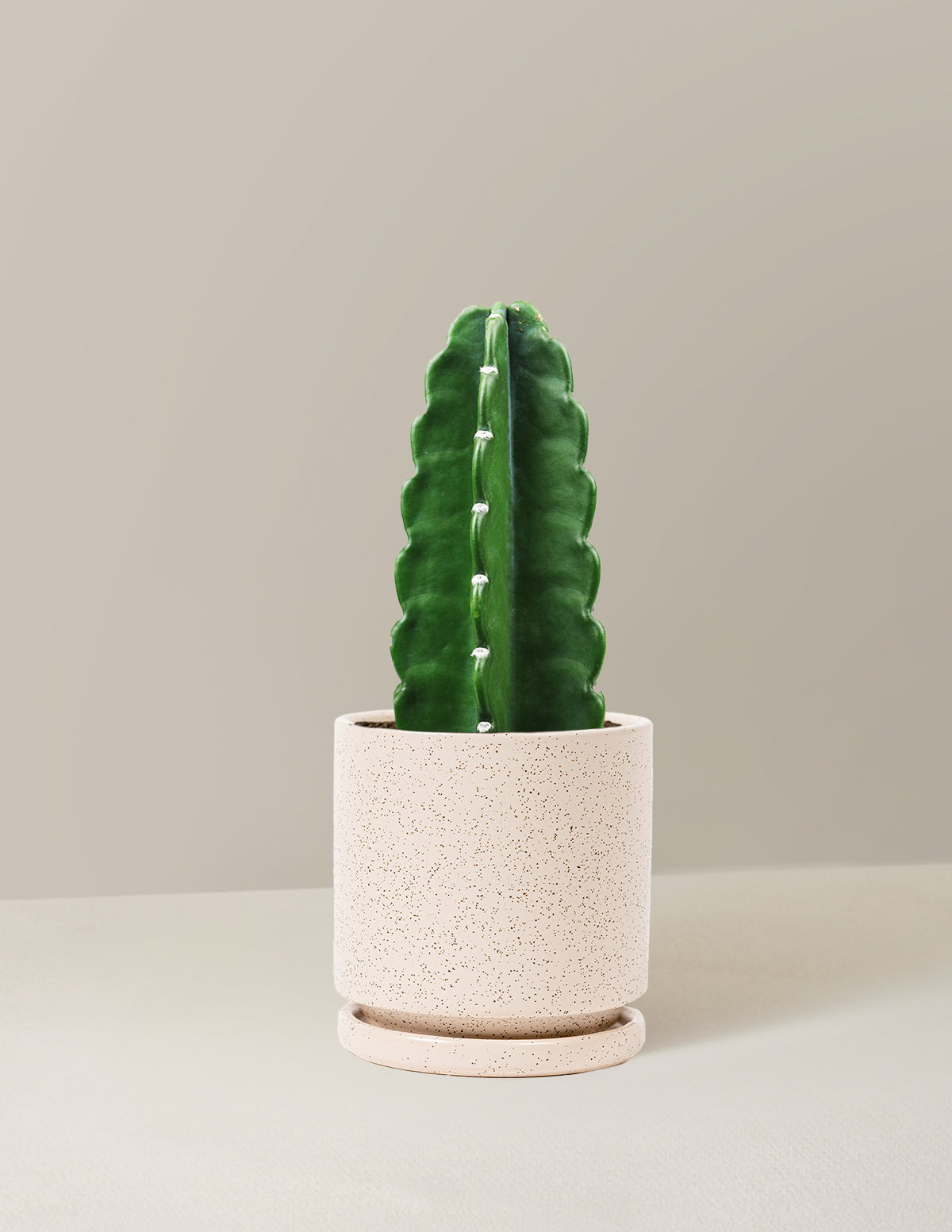 Cuddly Cactus (Dikenli Olmayan Kaktüs)