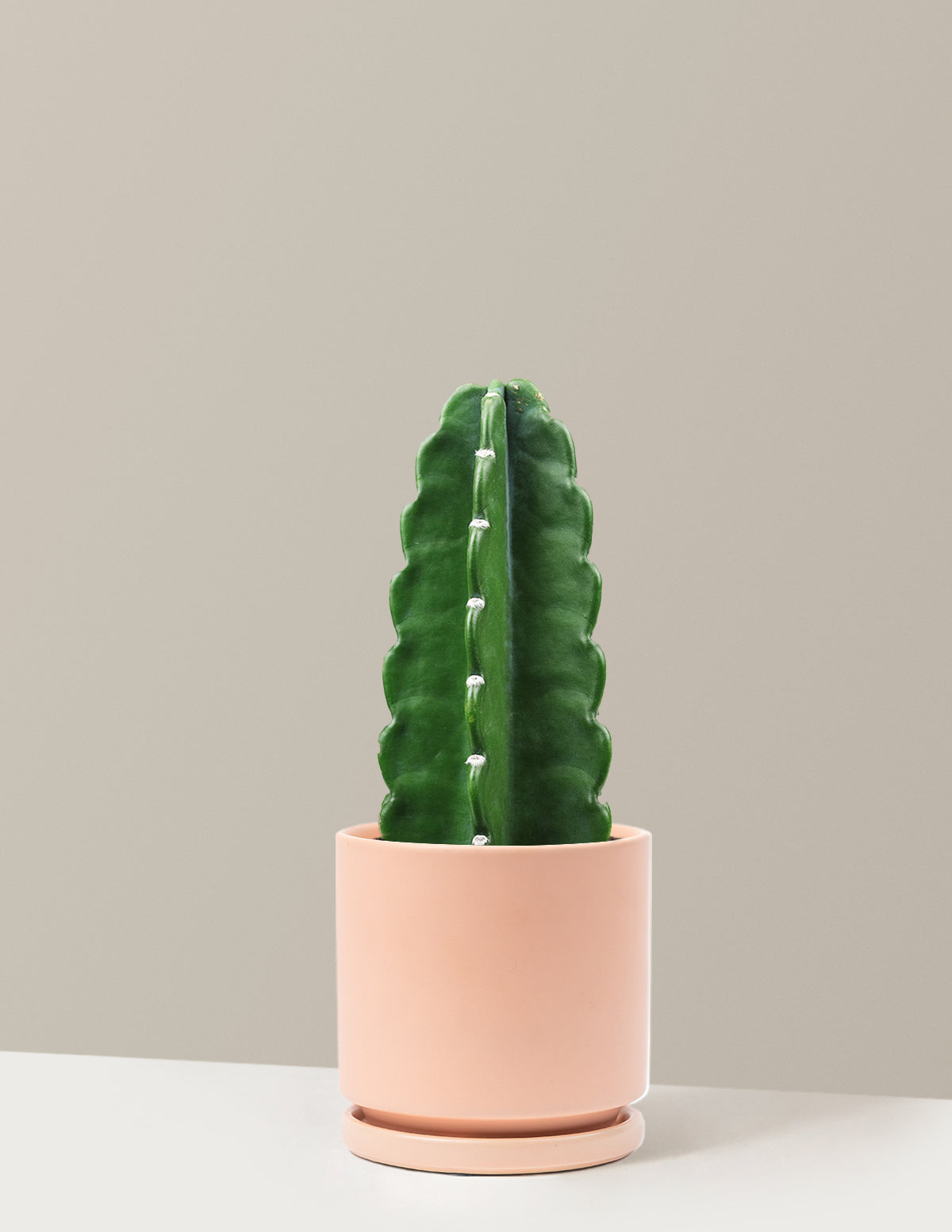 Cuddly Cactus (Dikenli Olmayan Kaktüs)
