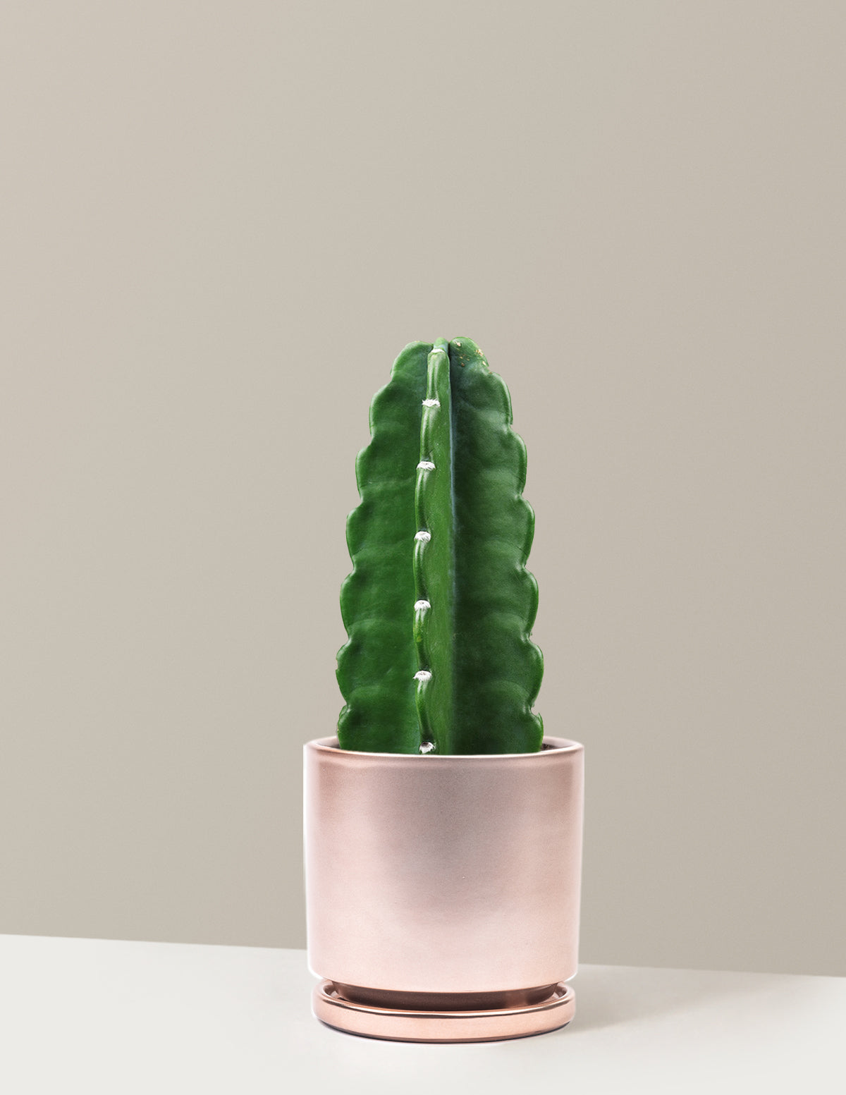 Cuddly Cactus (Dikenli Olmayan Kaktüs)