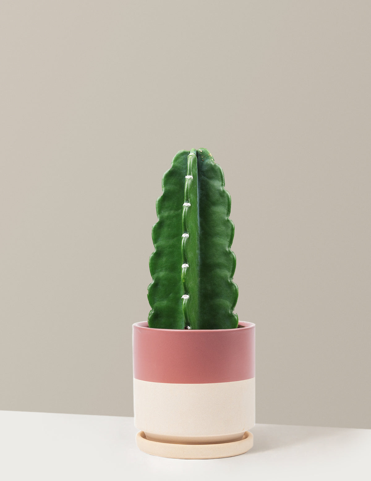 Cuddly Cactus (Dikenli Olmayan Kaktüs)