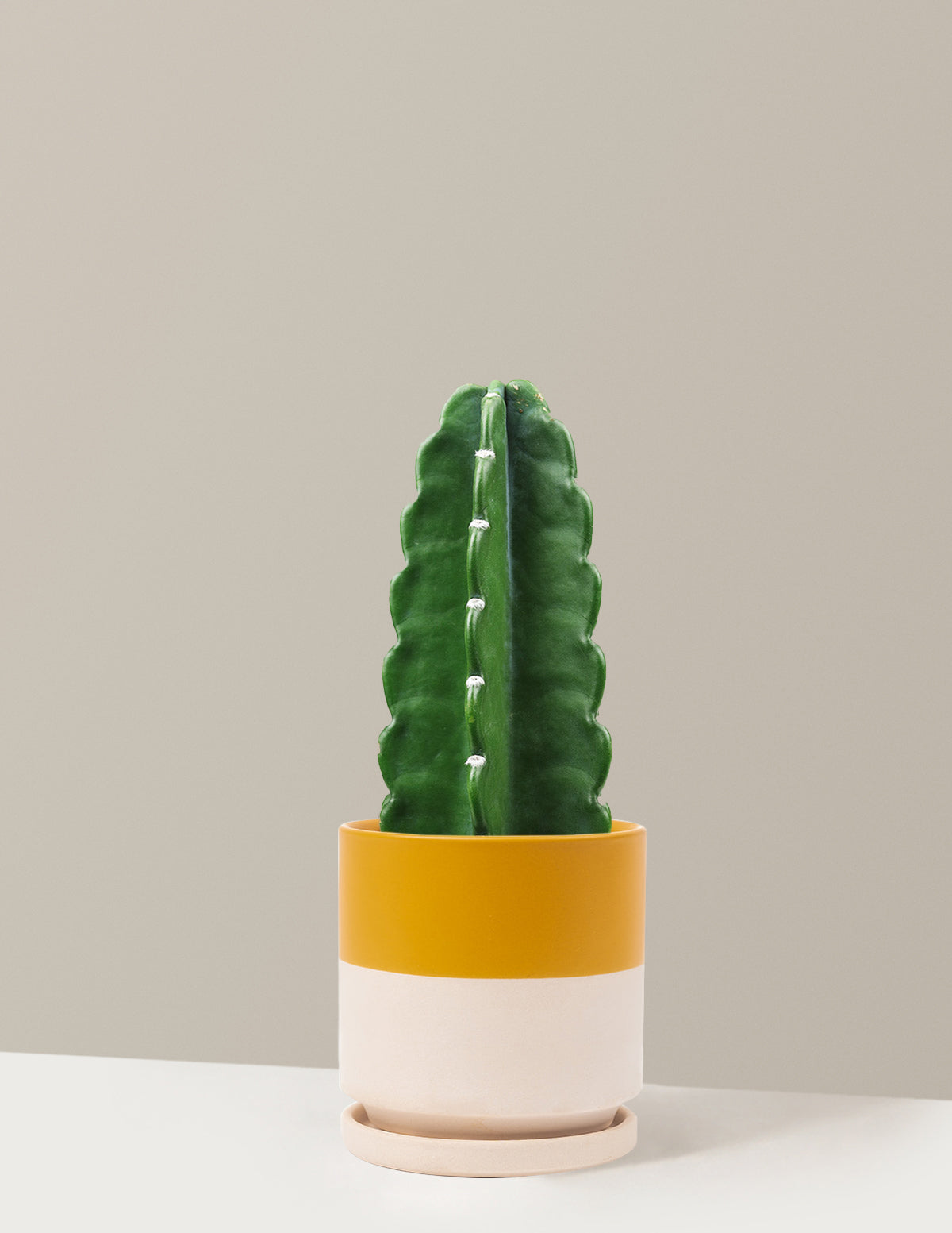 Cuddly Cactus (Dikenli Olmayan Kaktüs)
