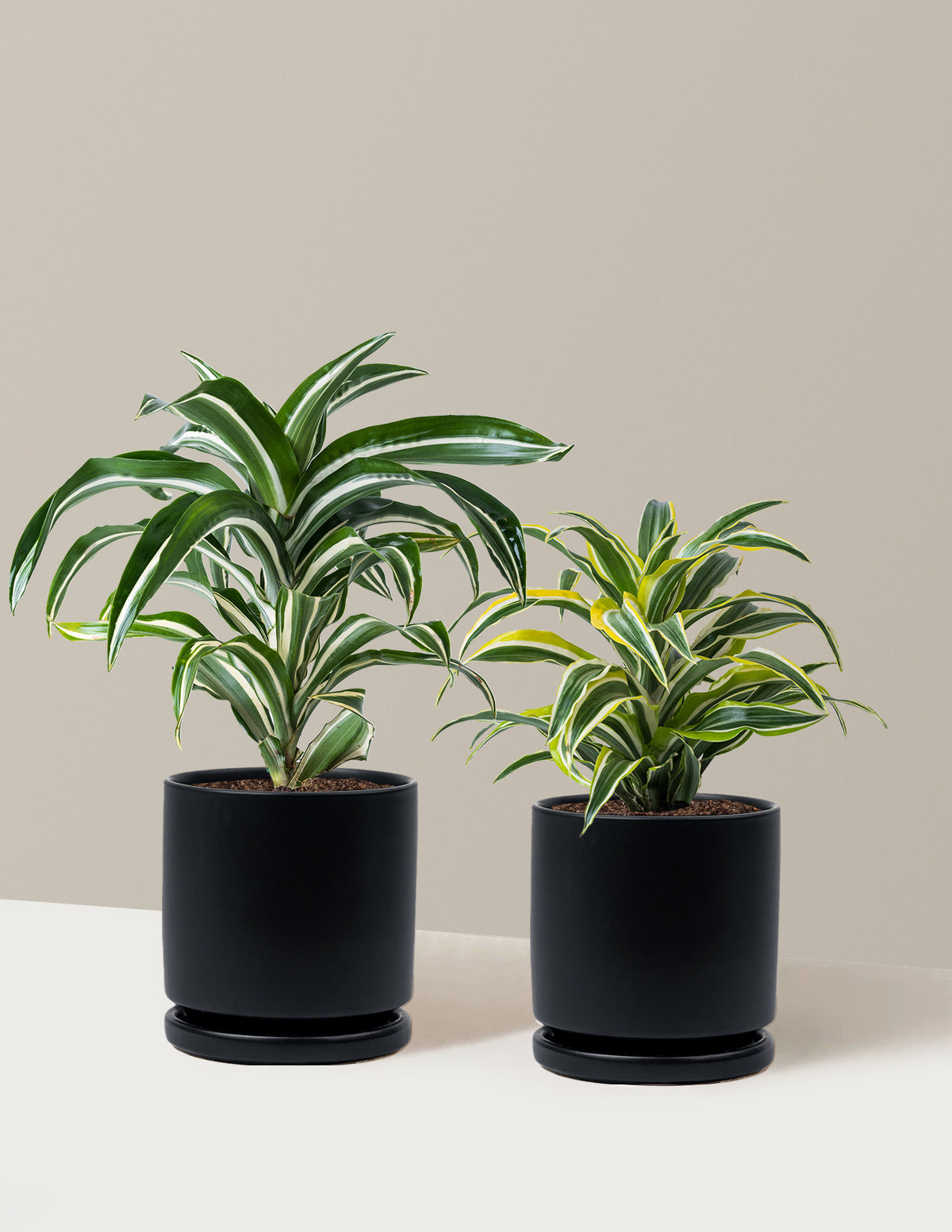 Dekoratif Dracaena İkilisi