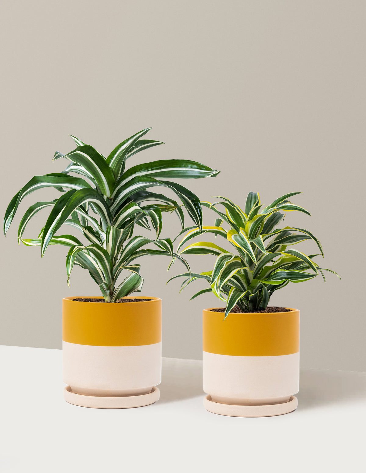 Dekoratif Dracaena İkilisi