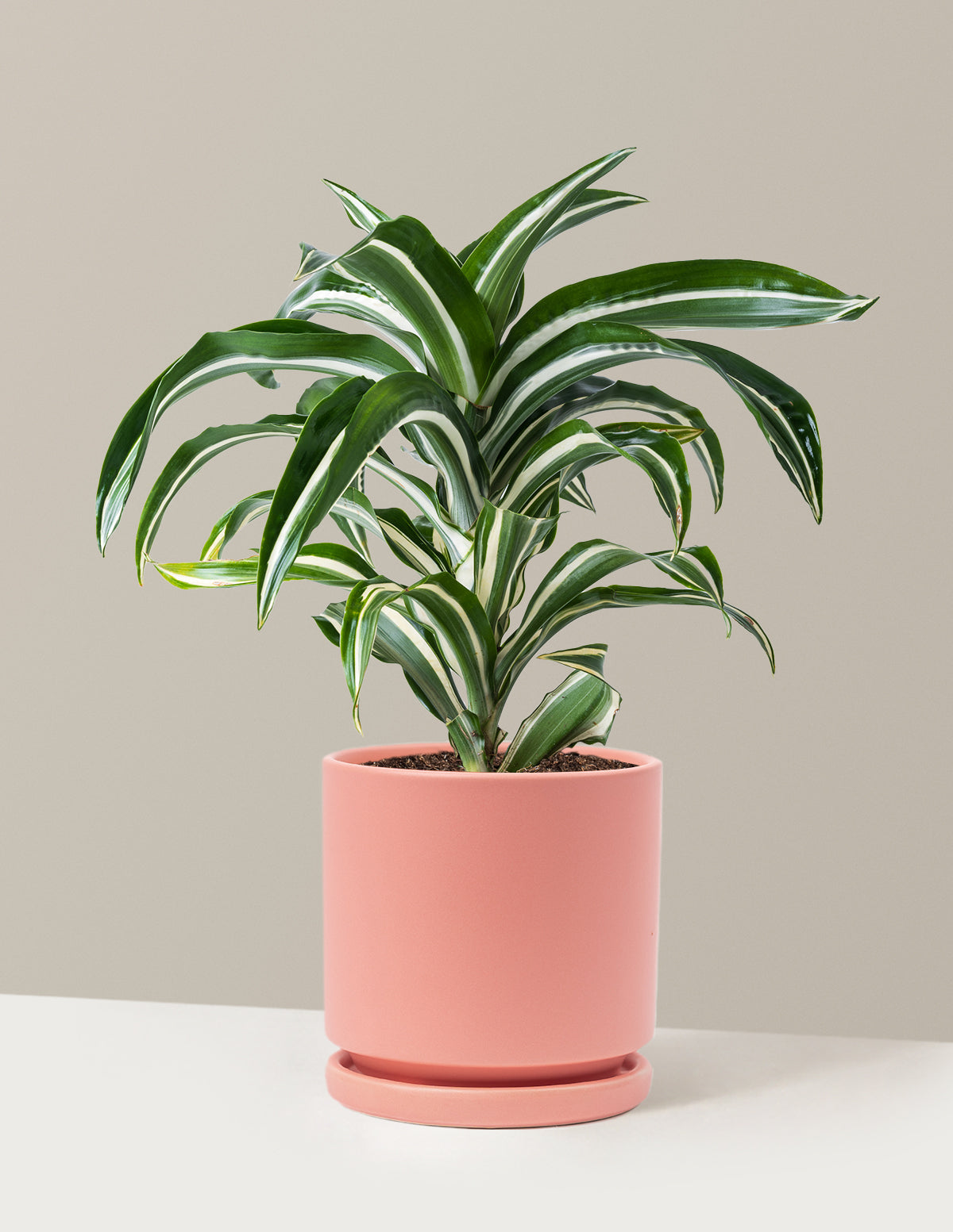 Dracaena Jewel Jade