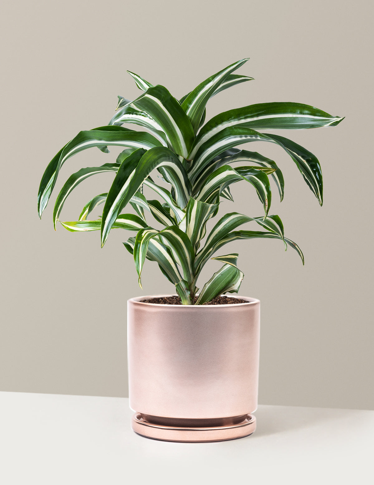 Dracaena Jewel Jade