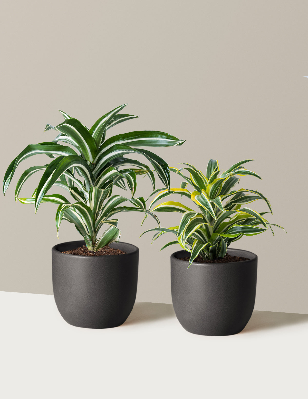 Dekoratif Dracaena İkilisi