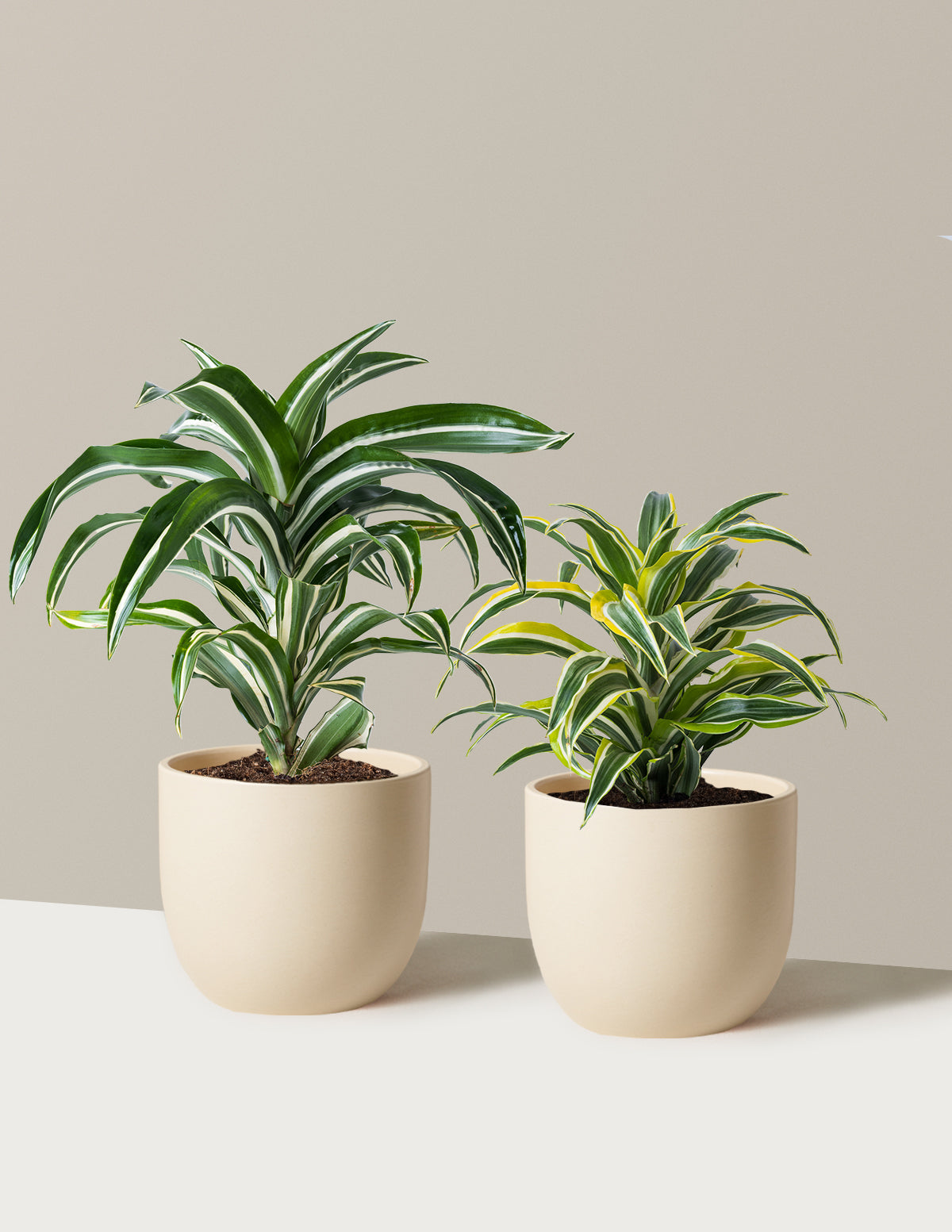 Dekoratif Dracaena İkilisi