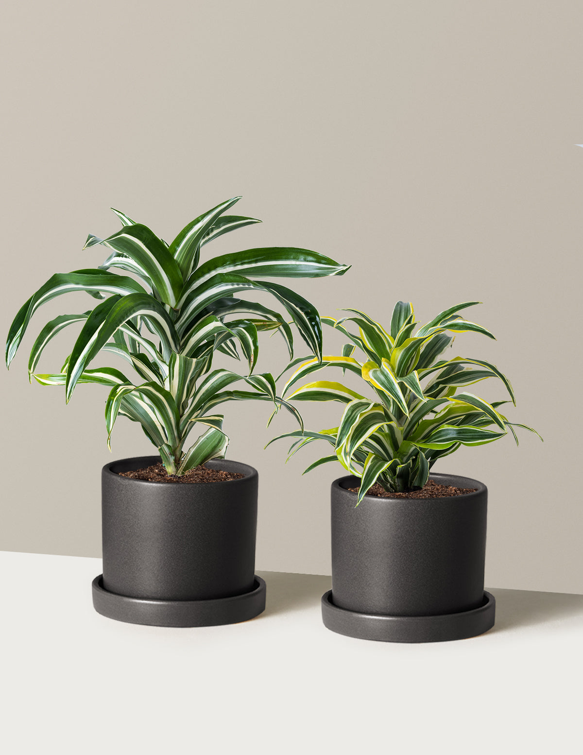 Dekoratif Dracaena İkilisi