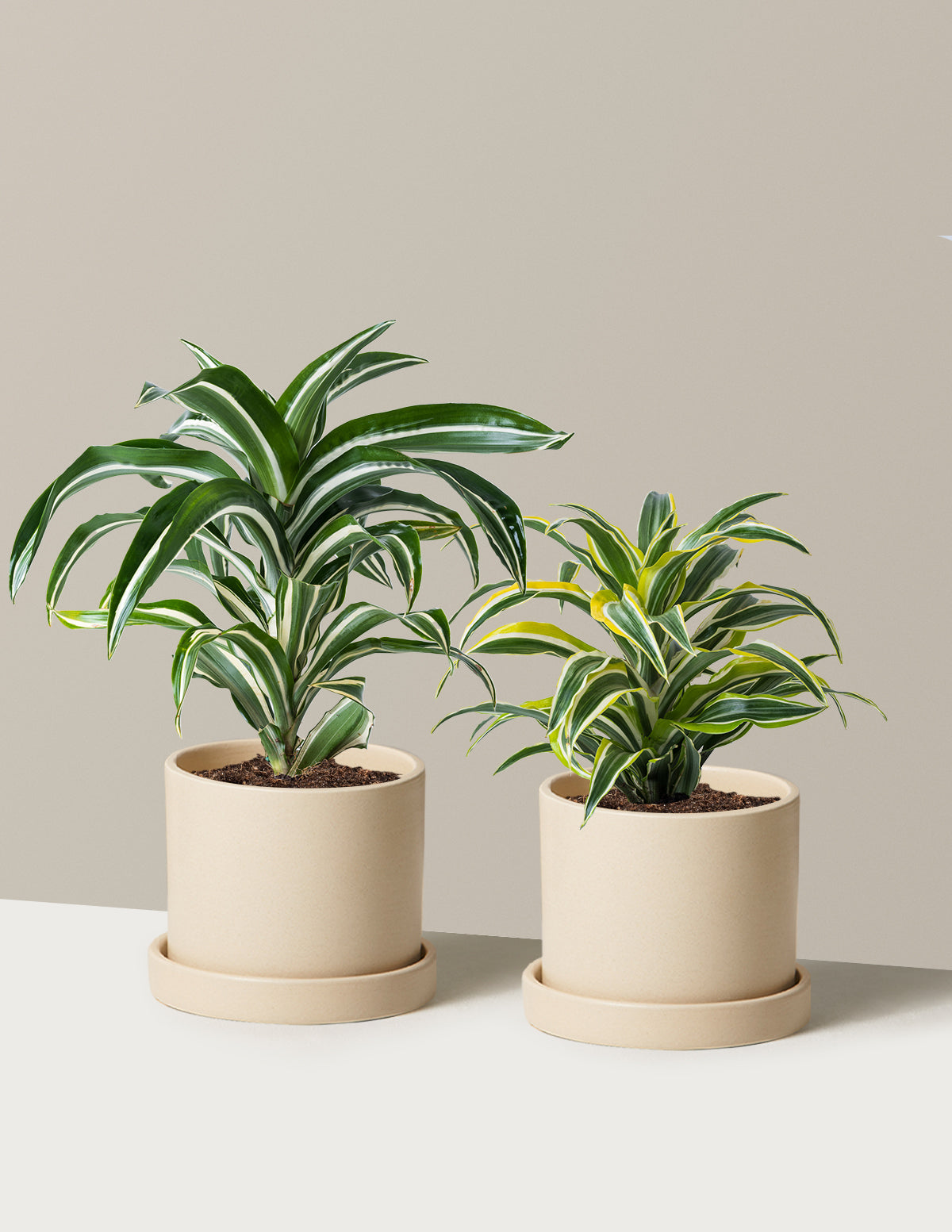 Dekoratif Dracaena İkilisi