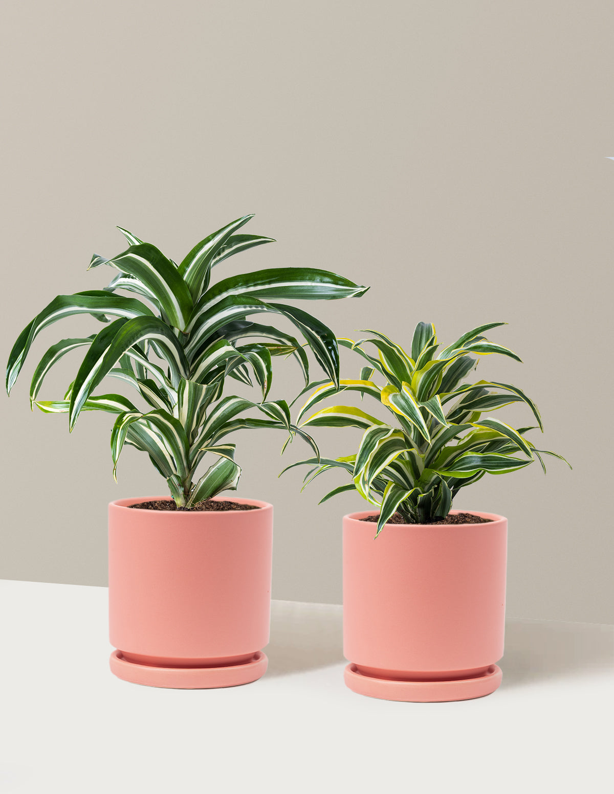 Dekoratif Dracaena İkilisi