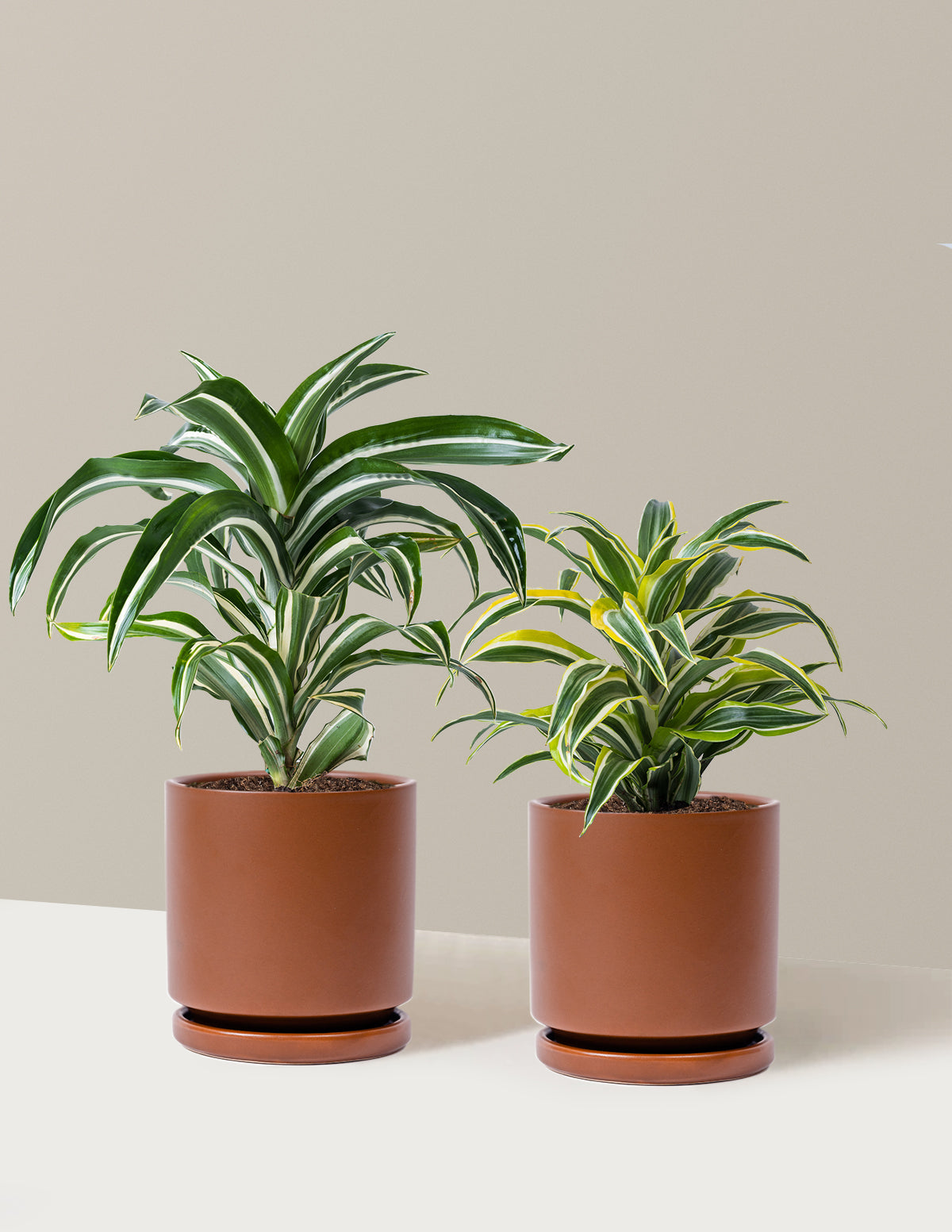 Dekoratif Dracaena İkilisi