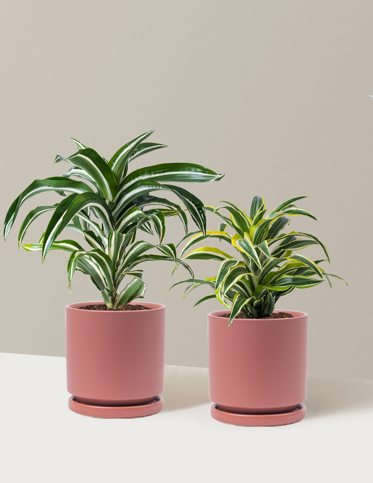 Dekoratif Dracaena İkilisi