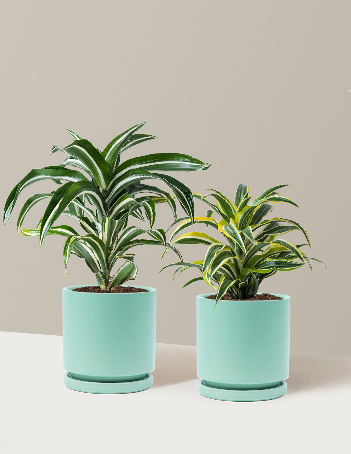 Dekoratif Dracaena İkilisi
