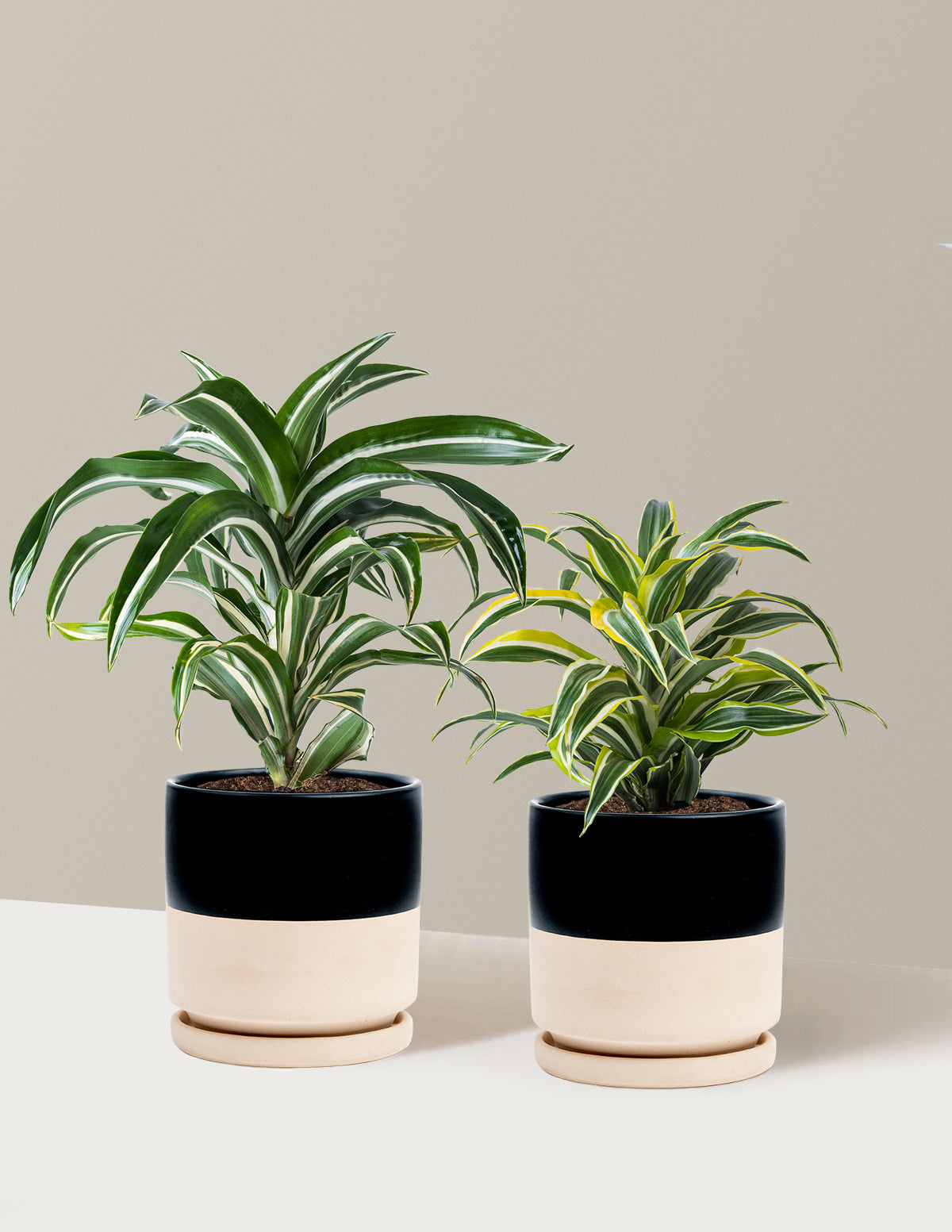 Dekoratif Dracaena İkilisi