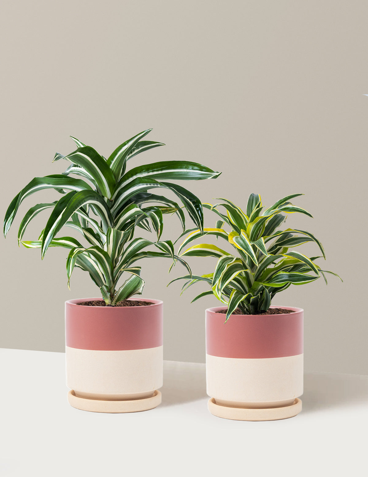 Dekoratif Dracaena İkilisi